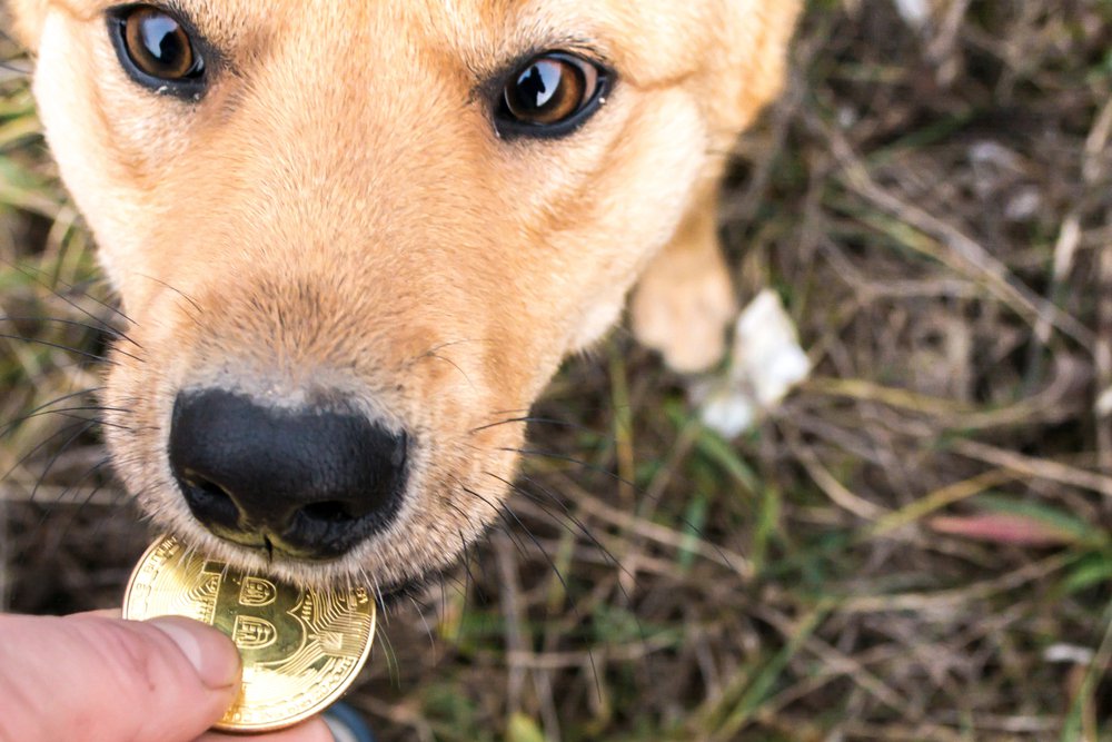 Crypto Latest Bitcoin Scam: Demanding Crypto to Return Lost Dog